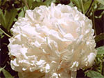 迪奥:花蜜活颜美白新品11月上市