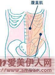 瘦腹需要锻炼的肌肉