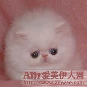 狮子座男生