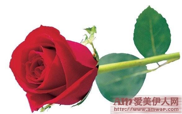 情人节礼物，怎么送玫瑰？