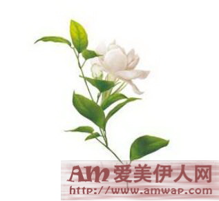 定格活力元气肌 轻松拥有紧致小V脸