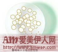 解码细胞周期的奥秘 Sisley抗皱修活御致臻颜霜续写抗老传奇
