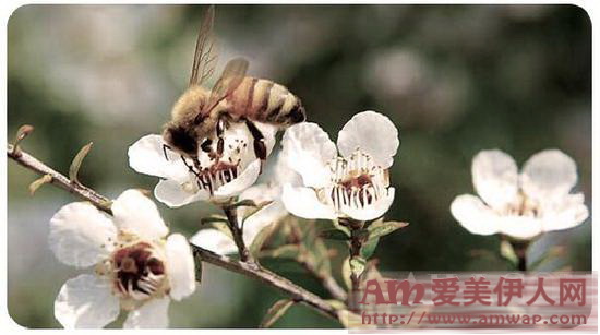 FerNZ肌肤呵护CP 滋润整个干燥秋冬