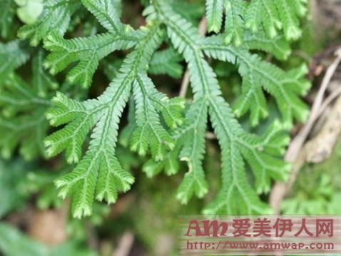 立体保养,弹润加乘 urara悠莱臻弹柔采系列全新升级上市