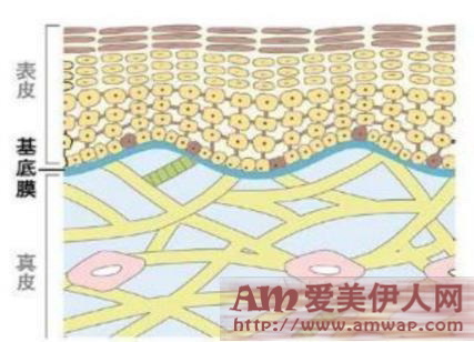 立体保养,弹润加乘 urara悠莱臻弹柔采系列全新升级上市