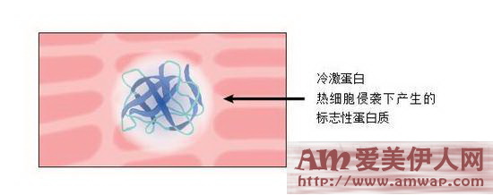 Dior迪奥花蜜活颜丝悦系列-Dior迪奥花蜜活颜丝悦盈润乳霜